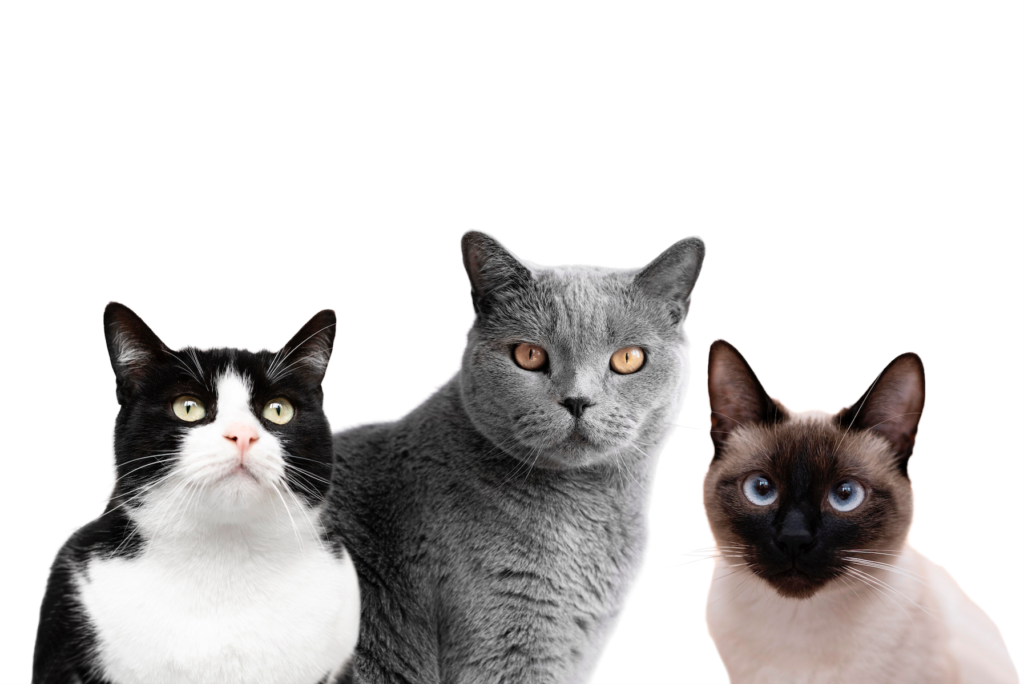 Top 10 cat breeds for families.